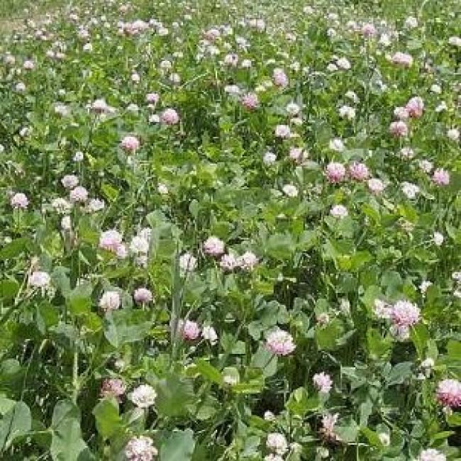 AB1 Nectar Flower Mix Field Options